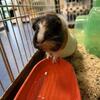 Guinea Pigs - Female