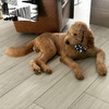 Rio the Goldendoodle STUD