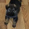 Beautiful German shepherd puppies