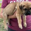 AKC/ICCF Cane Corso