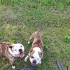 American Bulldog Female