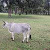 Zebu cows