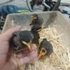 Common mynah