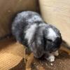 Beautiful Holland lop babies available in North Florida