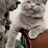 SALE British shorthair Blue males and females