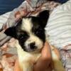 Yorkie chi puppy ckc male