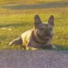 French bulldog puppies