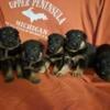 AKC/Health Tested German Shepherd Pups!