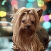Yorkshire Terrier Stud service 