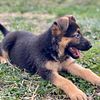 Purebred German shepherd puppy