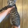 Bengal Male Kitten 3