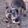 Female micro bully located in north Mississippi looking for new home