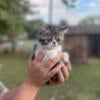 Exotic shorthair kitten