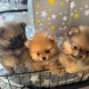 Two 9 weeks AKC Female Pomeranian Puppies looking for forever homes