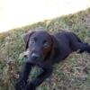 AKC Black Lab Puppies PRICE DROP!!!