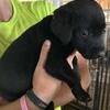 Black Lab puppies in search of new best friends