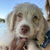 Finn - male poogle puppy (beagle/miniature poodle) - 12 weeks old - ready now!