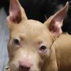 American Bully Puppies Green Eyes #4