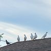 Pure White Homing Pigeons