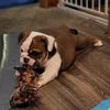 Female English Bulldog Puppy