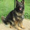 Free 6.5 year old Long Coat German Shepherd Female