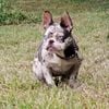 FEMALE FRENCH Bulldog Merle " May TRADE "