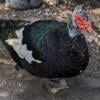 Muscovy ducklings for sale