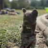 Frenchie Puppies. Trademark Kids