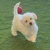 Bichapoo puppy- super cute!