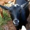 Pretty black Nigerian doe available