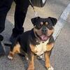 American bully