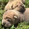 Shar Pei boy and a girl - lilac colors