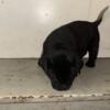 Cane Corso Female pup