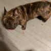 Male brindle available for stud or for sale