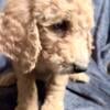 Goldendoodle Puppies