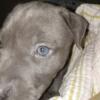 Blue Brindle (3 Fawn coat, 1 with blue nose and eyes one with black nose and brown eyes, and. 1 black brindle