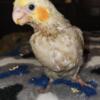 WEANED COCKATIELS ONLY 50 EACH