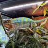 Ambilobe Panther Chameleon with or without habitat and supplies $100