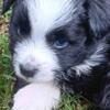 Pomapoo Mini Aussie Puppies. Smithfield VA 23430. Near Carrollton Chesapeake Hampton Roads VA. Beach Yorktown