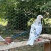 Almond homer pigeons for sale