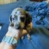 AKC registered mini dachshund 