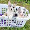 Cute Merle Corgis puppies