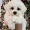 Male Maltese 