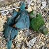 3 baby ringnecks all have deposits