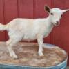 5 months old (2 LEFT Friendly Nigerian Dwarf Goat Doelings Born 4/21/24