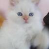 LOVABLE WHITE PERSIAN KITTEN