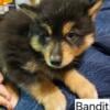 F2 Pomsky- Bandit - male