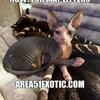 Sphynx babies - litters due in May - taking reservations now!