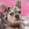 French bulldogs looking for fur-ever home