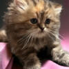 Persian Kitten- "Jellybean"